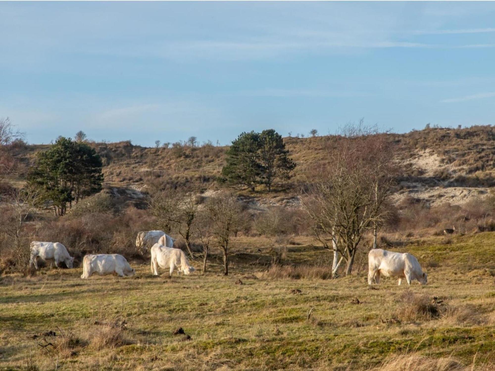 Discover The Charm Of Duinhoeve *